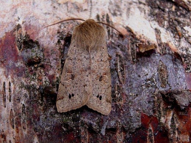 Twin-spotted Quaker (Anorthoa munda), adult. Copyright Keith Dover.