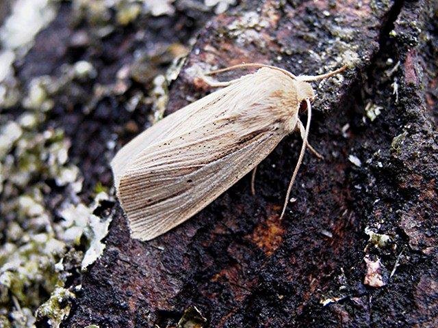 Smoky Wainscot (Mythimna impura), adult. Copyright Keith Dover.