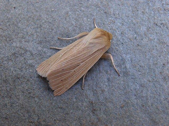 Common Wainscot (Mythimna pallens), adult. Copyright Keith Dover.