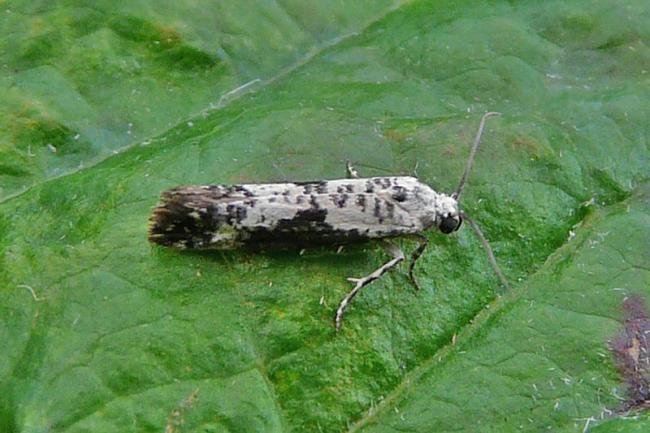 Ash Bud Moth (Prays fraxinella), adult. Taken outside Durham, 26-06-2009. Copyright Keith Dover.