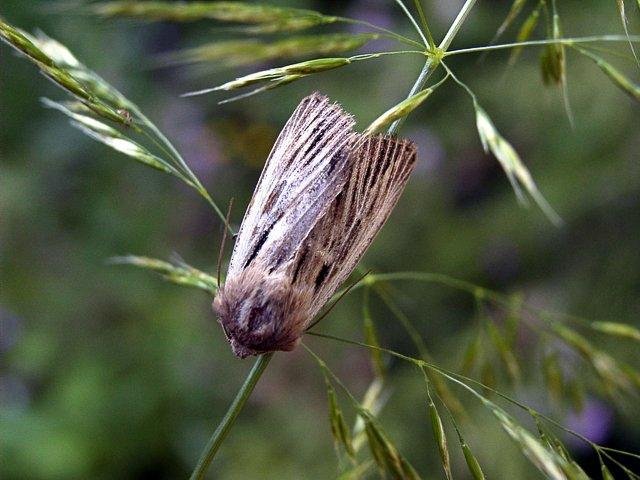 Shoulder-striped Wainscot (Leucania comma), adult. Taken outside Durham. Copyright Keith Dover.