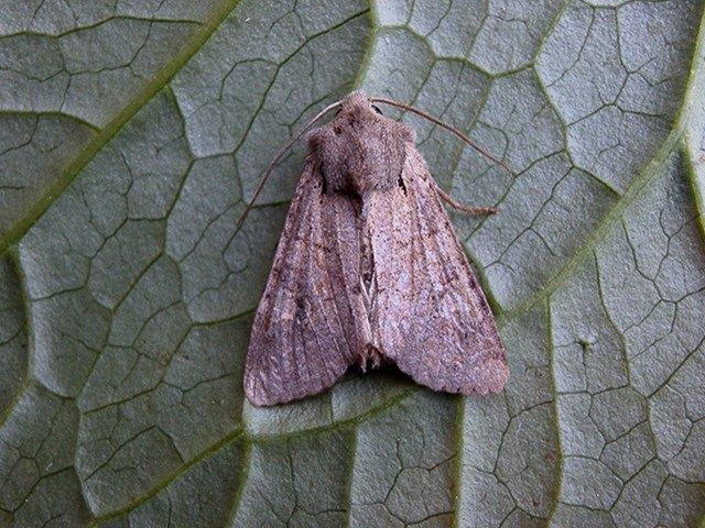 Minor Shoulder-knot (Brachylomia viminalis), adult. Copyright Keith Dover.