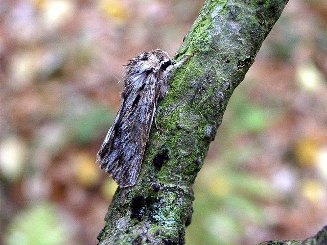 Sprawler (Asteroscopus sphinx), adult. Taken outside Durham. Copyright Keith Dover.