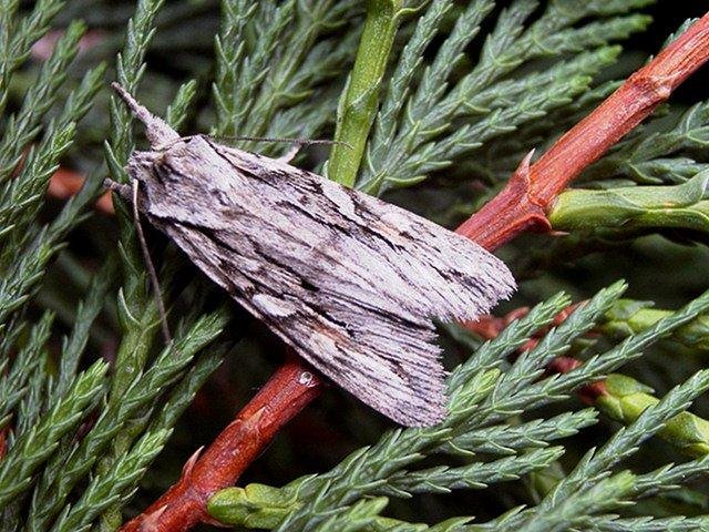 Blair's Shoulder-knot (Lithophane leautieri), adult. Taken outside Durham. Copyright Keith Dover.