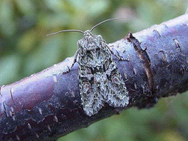 Brindled Green (Dryobotodes eremita), adult. Copyright Keith Dover.