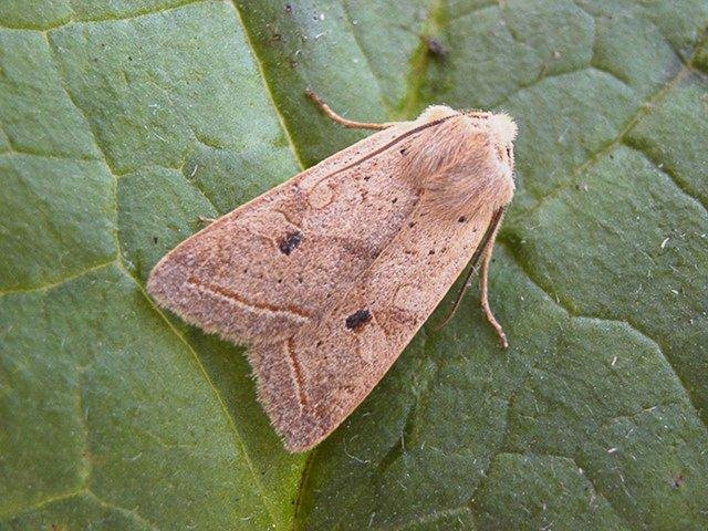Yellow-line Quaker (Leptologia macilenta), adult. Copyright Keith Dover.