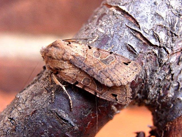 Brown-spot Pinion (Anchoscelis litura), adult. Copyright Keith Dover.