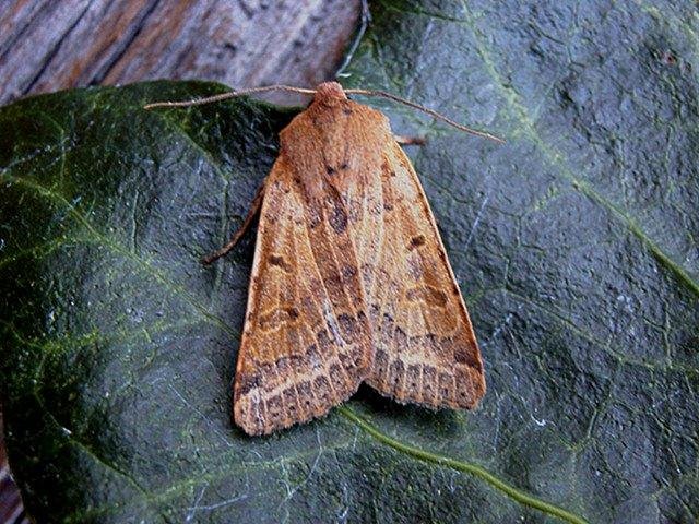 Beaded Chestnut (Agrochola lychnidis), adult. Taken outside Durham. Copyright Keith Dover.