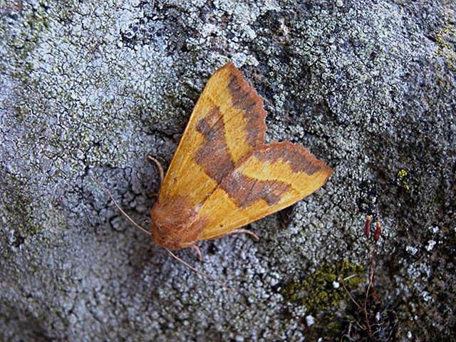Centre-barred Sallow (Atethmia centrago), adult. Taken outside Durham. Copyright Keith Dover.