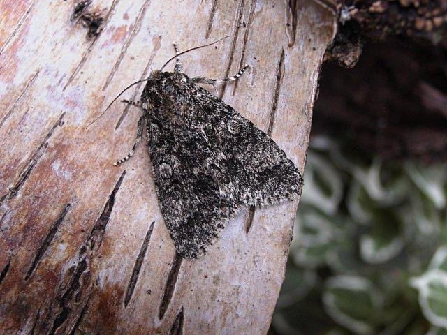 Poplar Grey (Subacronicta megacephala), adult. Copyright Keith Dover.