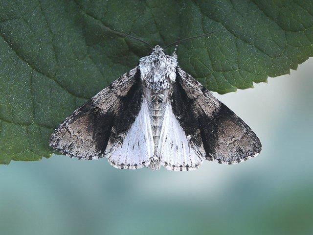 Alder Moth (Acronicta alni), adult. Chester-le-Street, 12-06-2006. Copyright Keith Dover.