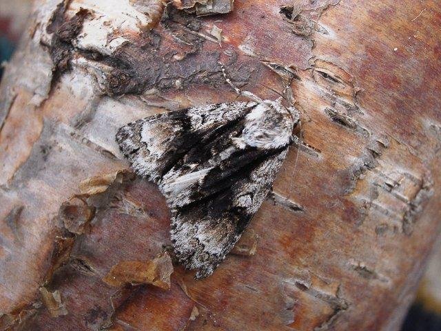 Alder Moth (Acronicta alni), adult. Chester-le-Street, 12-06-2006. Copyright Keith Dover.