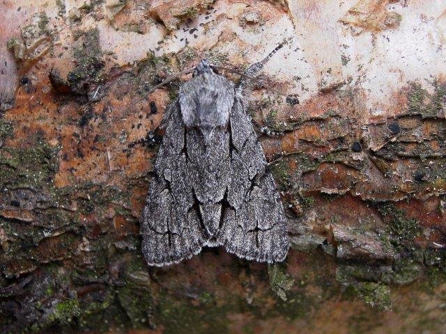 Grey Dagger (Acronicta psi), adult. Taken outside Durham. Copyright Keith Dover.
