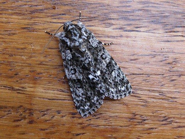 Knot Grass (Acronicta rumicis), adult. Taken outside Durham. Copyright Keith Dover.