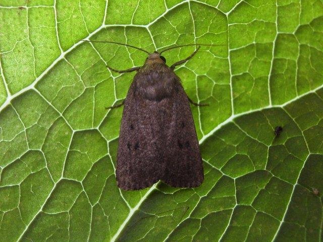 Mouse Moth (Amphipyra tragopoginis), adult. Copyright Keith Dover.