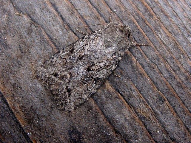 Dingy Shears (Fissipunctia ypsillon), adult. Copyright Keith Dover.