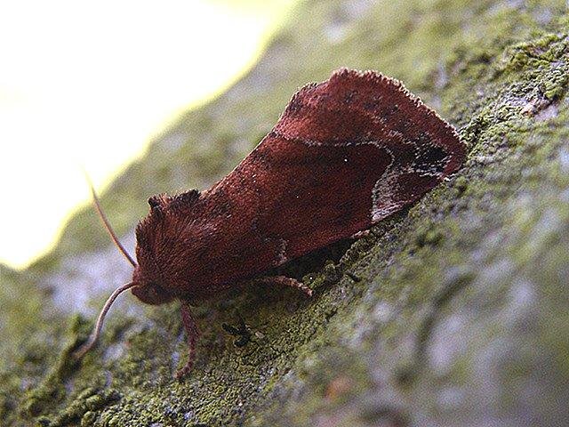 Lesser-spotted Pinion (Cosmia affinis), adult Copyright Keith Dover.