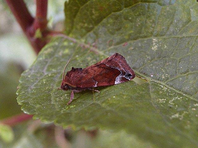 Lesser-spotted Pinion (Cosmia affinis), adult Copyright Keith Dover.