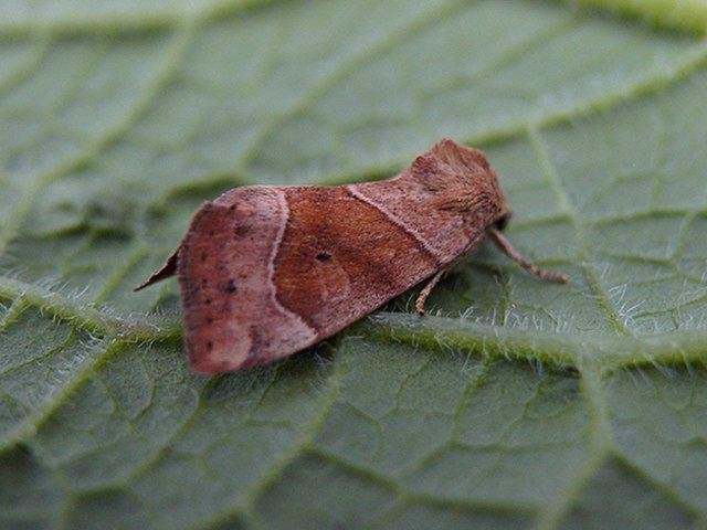 Dun-bar (Cosmia trapezina), adult. Copyright Keith Dover.