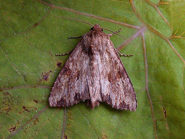 Reddish Light Arches (Apamea sublustris), adult. Copyright Keith Dover.