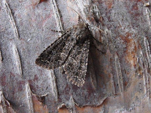 Confused (Apamea furva), adult. Copyright Keith Dover.