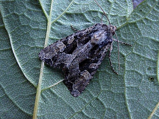 Dusky Brocade (Apamea remissa), adult. Taken outside Durham. Copyright Keith Dover.
