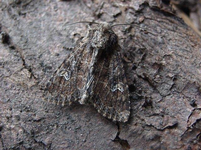 Small Clouded Brindle (Apamea unanimis), adult. Taken outside Durham. Copyright Keith Dover.