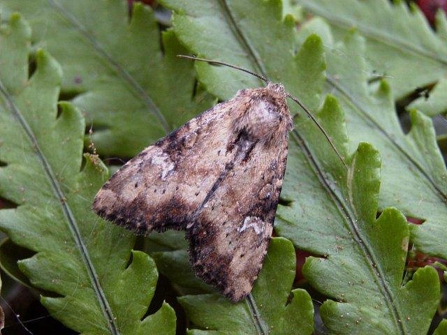 Slender Brindle (Apamea scolopacina), adult. Copyright Keith Dover.