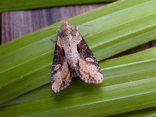 Double Lobed (Lateroligia ophiogramma), adult. Copyright Keith Dover.
