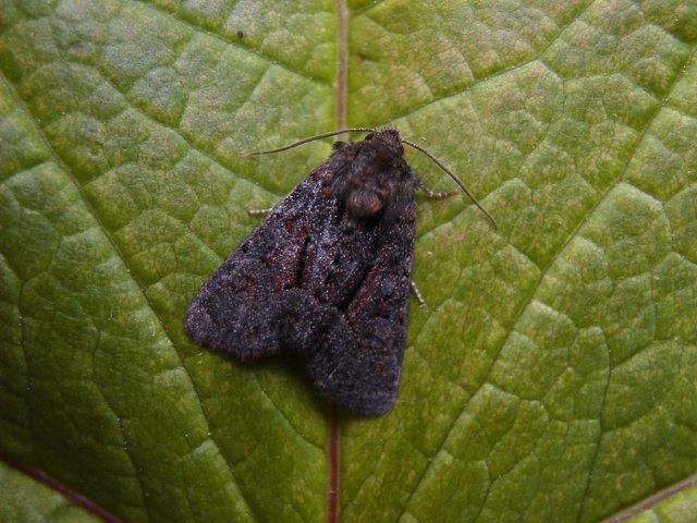 Marbled Minor agg. (Oligia strigilis agg.), adult. Taken outside Durham, 11-07-2004. Copyright Keith Dover.