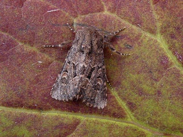 Flounced Rustic (Luperina testacea), adult. Copyright Keith Dover.