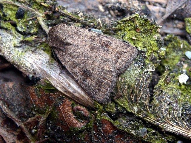 Mottled Rustic (Caradrina morpheus), adult. Taken outside Durham. Copyright Keith Dover.