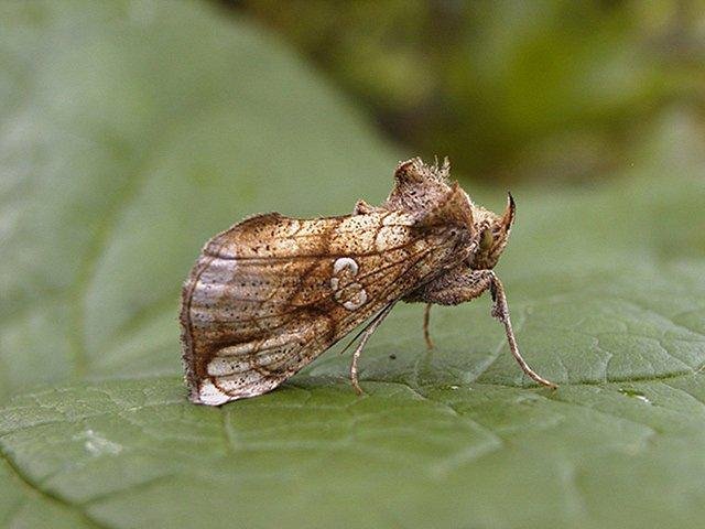 Golden Plusia (Polychrysia moneta), adult. Taken outside Durham. Copyright Keith Dover.