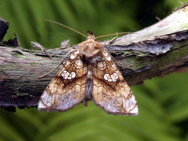 Golden Plusia (Polychrysia moneta), adult. Chester-le-Street, 07-07-2004. Copyright Keith Dover.