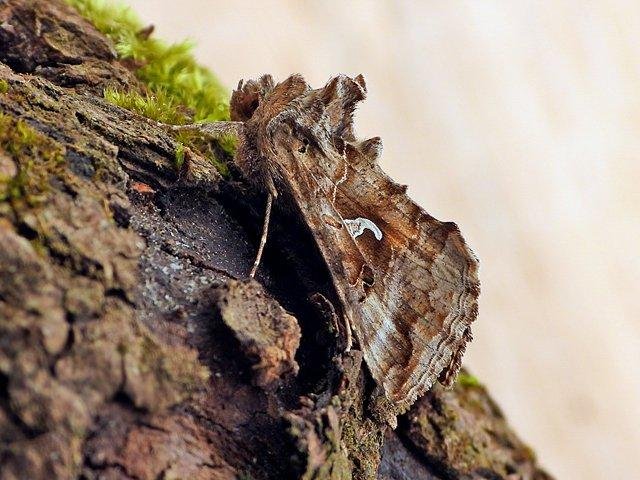 Silver Y (Autographa gamma), adult. Chester-le-Street, 01-04-2021. Copyright Keith Dover.