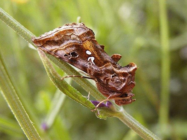 Beautiful Golden Y (Autographa pulchrina), adult. Taken outside Durham. Copyright Keith Dover.
