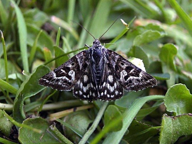 Mother Shipton (Callistege mi), adult. Taken outside Durham. Copyright Keith Dover.