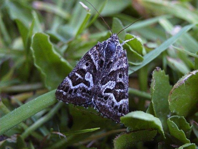 Mother Shipton (Callistege mi), adult. Taken outside Durham. Copyright Keith Dover.