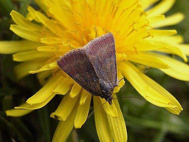 Small Purple-barred (Phytometra viridaria), adult. Taken outside Durham. Copyright Keith Dover.