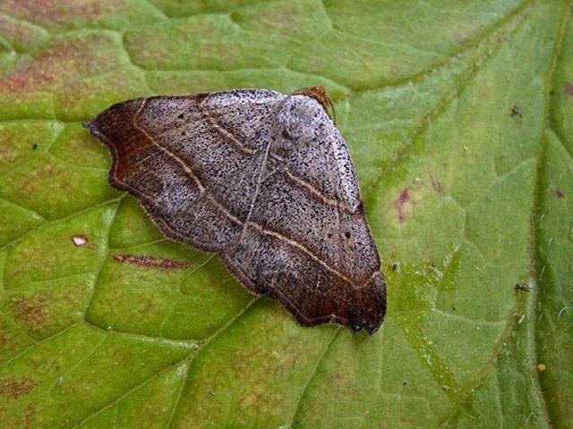Beautiful Hook-tip (Laspeyria flexula), adult. Copyright Keith Dover.