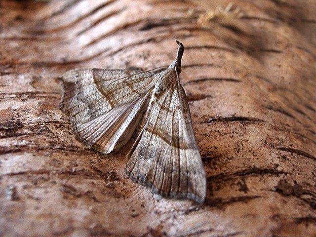 Snout (Hypena proboscidalis), adult. Copyright Keith Dover.
