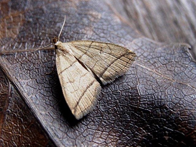 Small Fan-foot (Herminia grisealis), adult. Copyright Keith Dover.