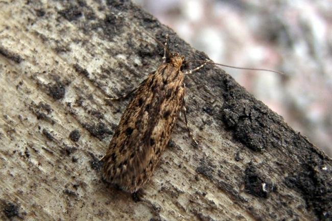 Brown House-moth (Hofmannophila pseudospretella), adult. Taken outside Durham, 17-05-2005. Copyright Keith Dover.