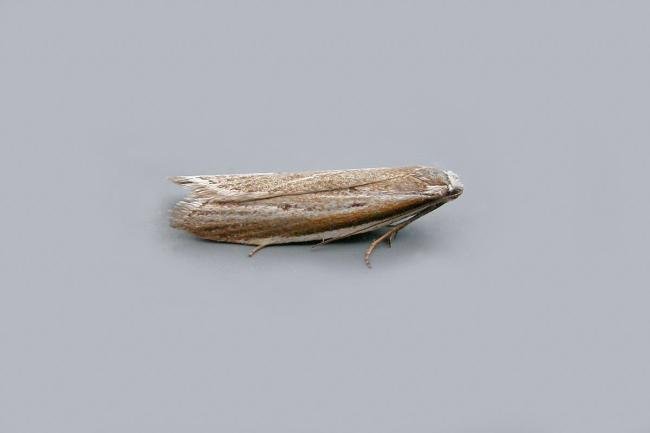 Pleurota bicostella, adult. West Moor Plantation, 24-06-2021. Copyright Keith Dover.