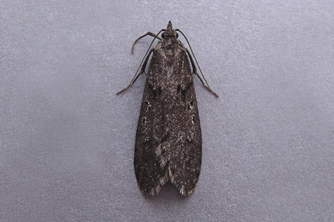 Diurnea fagella, adult. Chester-le-Street, 24-03-2007. Copyright Keith Dover.