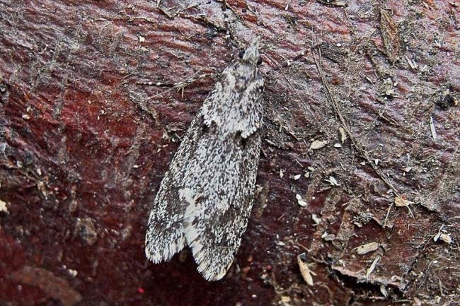 Diurnea fagella, adult. Taken outside Durham, 12-03-2007. Copyright Keith Dover.