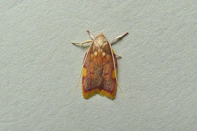 Carcina quercana, adult. Chester-le-Street, 19-07-2013. Copyright Keith Dover.