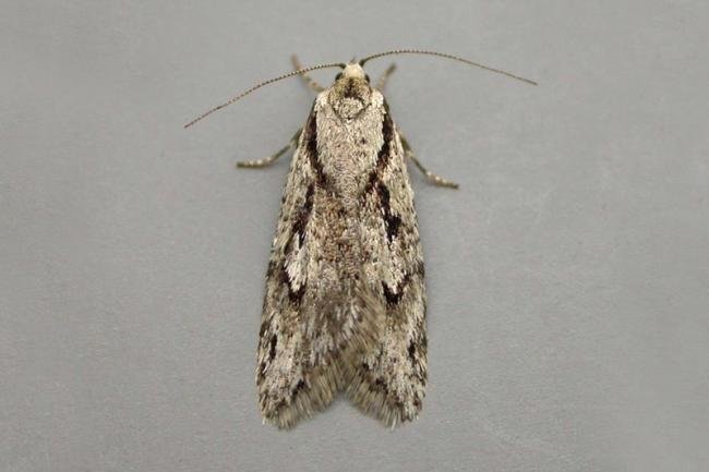 Semioscopis avellanella, adult. Taken outside Durham, 16-04-2007. Copyright Keith Dover.