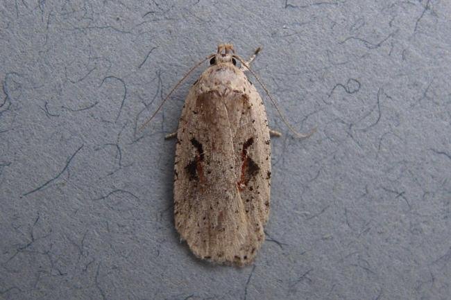 Agonopterix ocellana, adult. Taken outside Durham, 12-03-2007. Copyright Keith Dover.