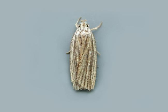 Agonopterix umbellana, adult. Taken outside Durham, 16-08-2018. Copyright Keith Dover.